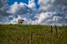 cow1.jpg